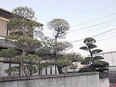 庭木剪定例、埼玉県飯能市、マキ・モチ・黒松の透かし剪定
