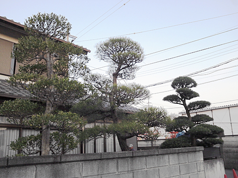 清瀬市 青梅市 東村山市の剪定例、和風庭園のせんていです。マキ・ミチ・黒松など刈り込まず、すかし方を変えて剪定いたしました。
