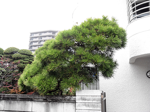 東久留米市 武蔵村山市 東大和市の剪定例、伸びてしまった黒松の剪定作業例です。