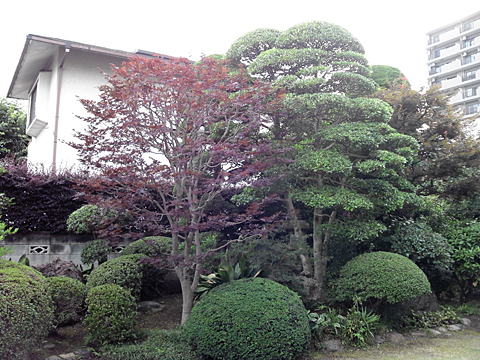 適度に透かしながら枝を切っていきました。段造りの剪定例です。