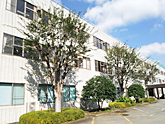 庭木剪定例、東松山市　企業・会社庭のケヤキ剪定