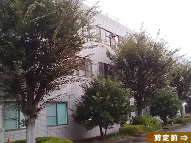 ケヤキ 剪定例