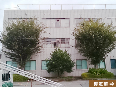 ケヤキ 剪定例