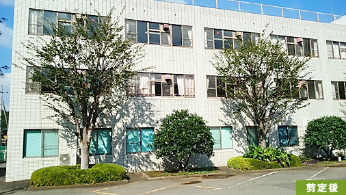 ケヤキ 剪定例