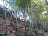 庭木剪定例、竹林剪定伐採　竹林維持管理