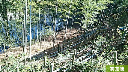 竹林維持管理　伐採・剪定作業後