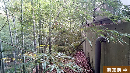 剪定作業前　手付かずの竹林でしたので草や葉が伸び放題でした。