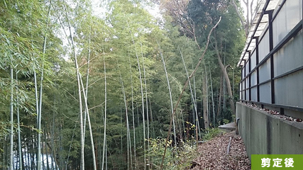 枯れている竹等を間引きしました。playgreenでは荒れた竹林を伐採や維持管理致します。
