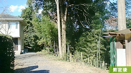 伐採した竹は全て処分するのではなく、竹林を今後管理しやすいように土留めとして利用します。