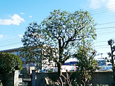 東京都練馬区　カシの木透かし剪定