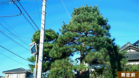 越生町 I低 2015年11月再剪定 住宅街高木枝下ろし作業前