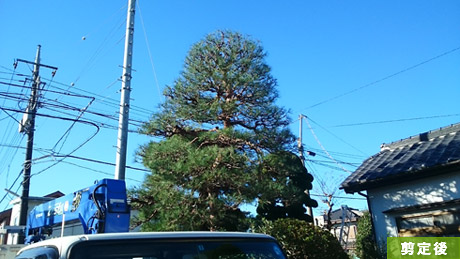 越生町 I低 2015年11月再剪定 住宅街高木枝下ろし作業中 更新