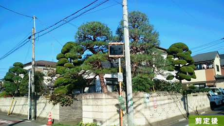 越生町 I低 2015年11月再剪定 住宅街高木枝下ろし作業後 更新