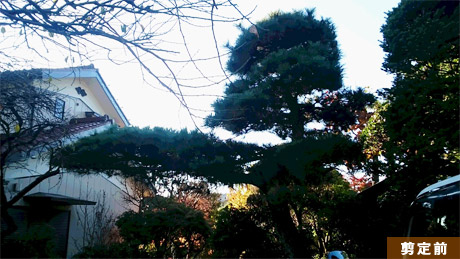 埼玉県飯能市　K低黒松剪定 2015年11月再剪定 作業前