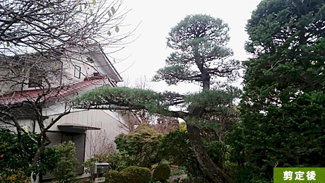埼玉県飯能市　K低黒松剪定 2015年11月再剪定 作業中