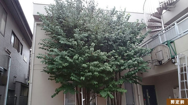 入間市 カツラ透かし剪定　作業前