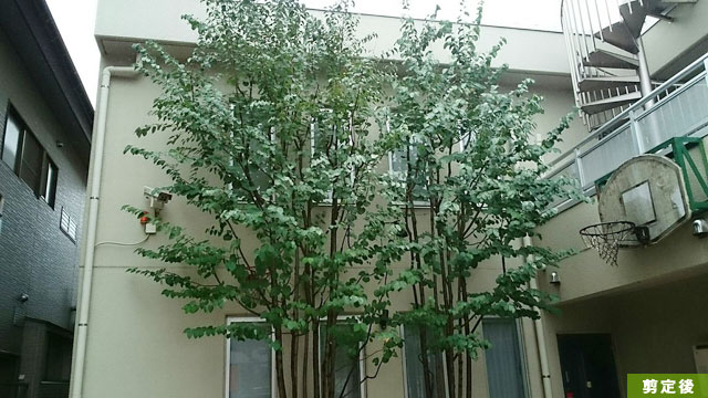入間市 カツラ透かし剪定　作業後