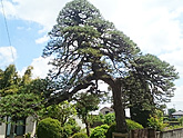 銘木・黒松剪定