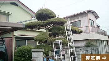 マキを刈り込まず、透かし剪定をしました。
