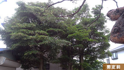 植木樹木の手入れ　モッコク透かし剪定後