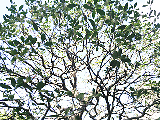 庭木の手入れ、透かし剪定、松の剪定、植木剪定、植木屋など庭仕事ならプレイグリーン