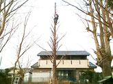 埼玉県青梅市 メタセコイア枝下ろし作業