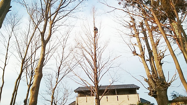 青梅市 メタセコイア枝下ろし作業前