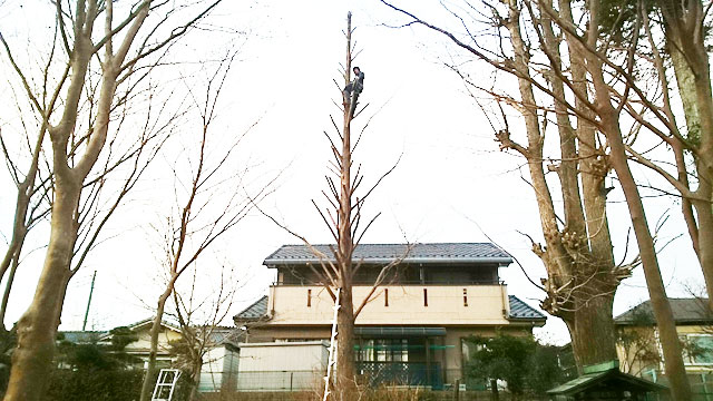 青梅市 メタセコイア枝下ろし作業後