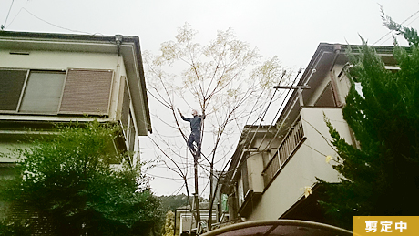 越生町 I低 住宅街高木枝下ろし作業中