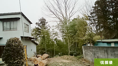 ケヤキ 剪定例