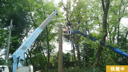作業中 上れない木は、高所車を使い作業します。