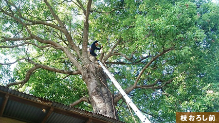 さいたま市 高木クスノキ枝おろし伐採 作業前