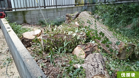 所沢市 枯れたコナラ伐採後