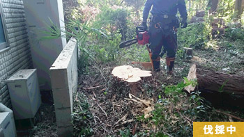 埼玉県狭山市 G邸　別角度　伐採作業中