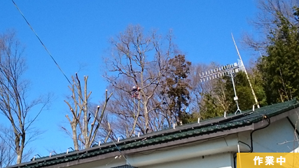 高木、大木伐採作業、欅(ケヤキ)寸胴伐り 作業風景2