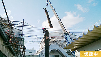 枝葉を下ろした後、空師とクレーンにより幹を伐採 作業中
