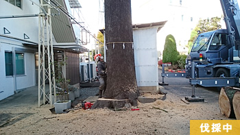 ヒマラヤスギの根元を切断 作業中