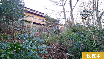 斜面なので、倒木が転がり落ちると危険ですが、プロの職人ですので心配はございません。