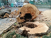 住宅街で枯れかけたミズキ伐採