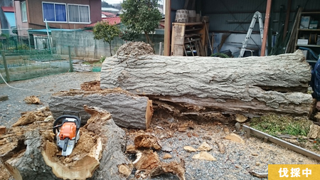 枯れている箇所が多いとはいえ重さも1トンは越えてますね。
