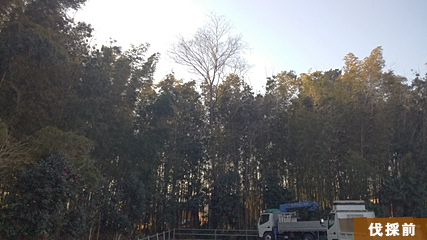 竹林から頭ひとつ飛び出ているのがエノキの伐採です。