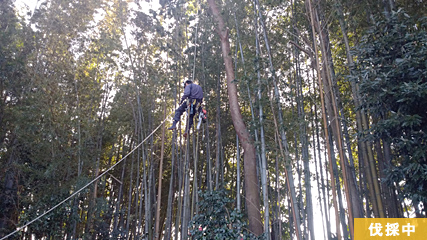 樹木は、チルホール(手動ウインチ)で引っ張り倒します。