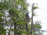 埼玉県毛呂山町電線にかかるコナラの伐採