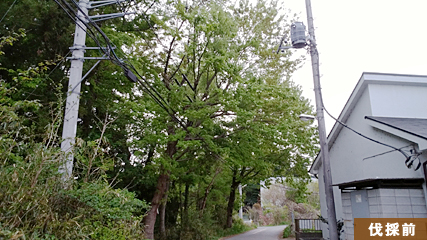 伐り終わった後、この幹を撤去するのが大変です。