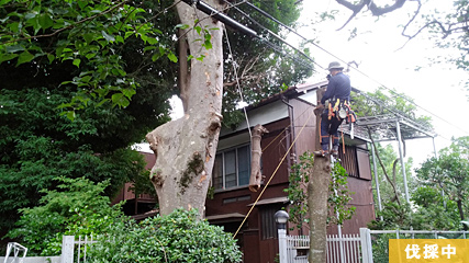 一枝一枝電線を避けて下に落とします。伐採中
