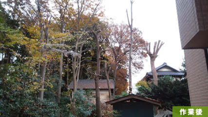 ３日間の木登り作業が終了しました。枝下ろし後