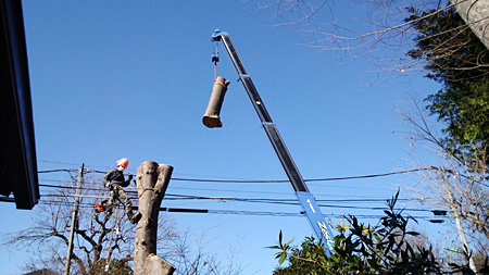 ケヤキ伐採中、上の方は届かないので登って伐ります。
