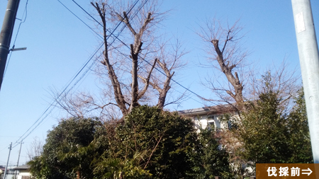 これから開花するソメイヨシノを伐りました。千葉県八千代市桜伐採、伐採前