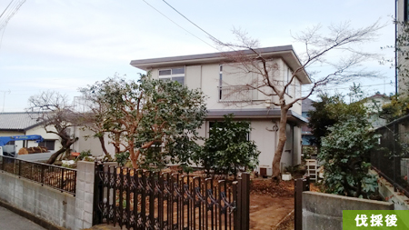 樹齢約６０～７０年、大きくなりすぎて近隣からの苦情に困っておりました。千葉県八千代市桜伐採、伐採中