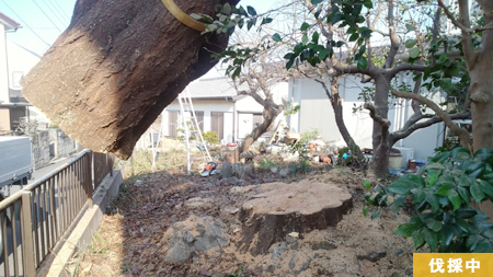 長年生きてきた桜も伐られるのはあっという間です。千葉県八千代市桜伐採、伐採中。